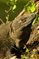 Black spiny tailed iguana (Ctenosaura similis) portrait, Palo Verde National Park, Costa Rica