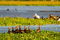 Black bellied whistling ducks (Dendrocygna autumnalis) Palo Verde National Park, Costa Rica