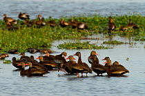Black bellied whistling ducks (Dendrocygna autumnalis) in shallow water, Palo Verde National Park, Costa Rica