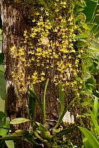 Tropical orchid growing epiphytically on a tree trunk, La Fortuna, Costa Rica