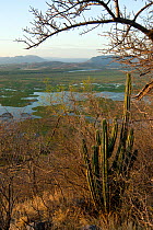 Swamps of the Rio Tempisque contrasting with dry forest of limestone hills with (Stenocereus aragonii) an endemic cactus, Palo Verde National Park, Costa Rica, February 2009