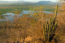 Swamps of the Rio Tempisque contrasting with dry forest of limestone hills with (Stenocereus aragonii) an endemic cactus, Palo Verde National Park, Costa Rica, February 2009