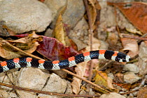 Harlequin snake {Scolephis atrocinctus} Palo Verde National Park, Costa Rica