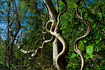 Woody / Monkey ladder vine (Bauhinia glabra) Palo Verde National Park, Costa Rica