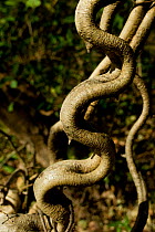 Close-up of curves in Woody / Monkey ladder vine (Bauhinia glabra) Palo Verde National Park, Costa Rica