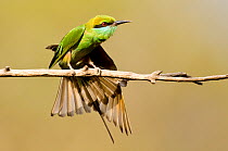 Green bee-eater (Merops orientalis) sunbathing, Bandhavgarh NP, India