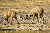 Two young male Indian sambars (Cervus unicolor) sparing, Bandhavgarh NP, India