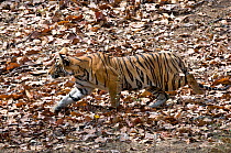 Young female Bengal Tiger (Panthera tigris), Durga's offspring, around 15 months, stalking Chital deer (Axis axis) Bandhavgarh NP, India, April 2009