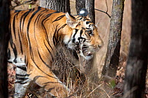 Young male Bengal tiger (Panthera tigris tigris) around 20 months (late April 2009) with porcupine quills stuck in cheeks, Tulsi's offspring, Bandhavgarh NP, India