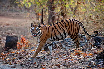 RF- Adult female Bengal Tiger (Panthera tigris tigris) Reshma (26th April 2009) last seen alive on 30th April, found dead on 6th May, Bandhavgarh National Park, India. Endangered species. (This image...