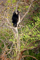 Sloth bear (Melursus ursinus) climbing tree for fruit, Satpura National Park, India