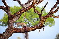 Female Leopard (Panthera pardus) feeding on a wildebeest kill dragged into a tree, Serengeti National Park, Tanzania