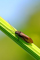 Alder fly (Sialis lutaria) resting on Angelica stem on river bank, Wiltshire, UK, May