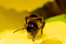 Early bumblebee (Bombus pratorum) combing pollen from the hairs on its thorax with its middle legs, garden, Wiltshire, UK, June