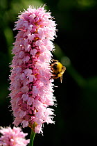 Early bumble bee (Bombus pratorum) collecting nectar from a Knotweed (Persicaria bistorta 'superba') flower, in a garden, Wiltshire, UK, Summer
