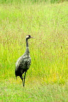 Female Eurasian / Common crane (Grus grus) very wet from incubating in the rain, standing in a grassy meadow, Norfolk Broads, UK