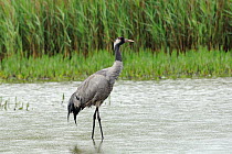Eurasian / Common crane (Grus grus) wading in a reed pool in the rain, Norfolk Broads, UK