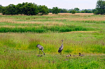 Eurasian / Common crane (Grus grus) pair, alongside Mallards (Anas platyrhynchos) feeding on grain left out for them in a grassy meadow with reed beds, Norfolk Broads, UK