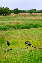 Eurasian / Common crane (Grus grus) pair, alongside Mallards (Anas platyrhynchos) male crane staying alert while female feeds on grain left out for them in a grassy meadow, Norfolk Broads, UK