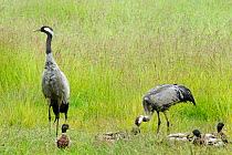 Eurasian / Common crane (Grus grus) pair alongside Mallards (Anas platyrhynchos) male crane staying alert while female feeds on grain left out for them in a grassy meadow, Norfolk Broads, UK