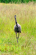 Male Eurasian / Common crane (Grus grus) walking through tall grass in a marshland meadow, Norfolk Broads, UK