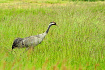 Male Eurasian / Common crane (Grus grus) walking through tall grass in a marshland meadow, Norfolk Broads, UK