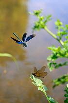 Male banded demoiselle damselfly (Calopteryx splendens) flying down to mate with a female perched on a riverside leaf after hovering above her, Wiltshire, UK, summer