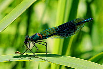 Male Banded demoiselle damselfly (Calopteryx splendens) feeding on the remnants of a Green drake mayfly (Ephemera danica) having discarded the three tail filaments and two legs, Wiltshire, UK, summer