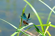 Male Banded demoiselle damselfly (Calopteryx splendens) flying down to mate with a female perched on a riverside leaf after hovering above her, Wiltshire, UK, summer