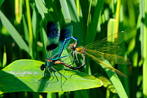 Banded demoiselle damselflies (Calopteryx splendens) fanning wings as they mate in the wheel position, Wiltshire, UK, May