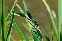 Male Banded demoiselle damselfly (Calopteryx splendens) feeding on a Green drake mayfly (Ephemera danica) it has just caught in flight over a river, Wiltshire, UK, summer