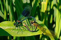 Male Banded demoiselle damselfly (Calopteryx splendens) gripping female with tail claspers as she prepares to mate in wheel position, Wiltshire, UK, May