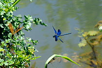 Male Banded demoiselle damselfly (Calopteryx splendens) hovers near a female perched on a riverside leaf, Wiltshire, UK, summer