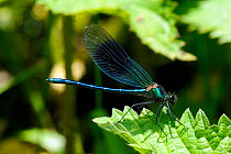 Male Banded demoiselle damselfly (Calopteryx splendens) resting on a riverside Common nettle (Urtica dioica) Wiltshire, UK, May