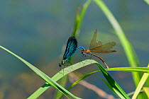 Male Banded demoiselle damselfly (Calopteryx splendens) gripping female with tail claspers before flying off in tandem and mating, Wiltshire, UK, May
