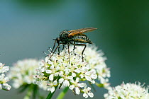 Dance fly (Empis tessellata) feeding on Wild Angelica (Angelica sylvatica) nectar, Wiltshire, UK, May