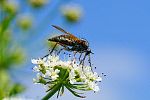 Dance fly (Empis tessellata) feeding on Wild Angelica (Angelica sylvatica) nectar, Wiltshire, UK, May