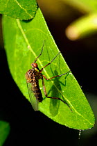 Dance fly (Empis livida) sun basking on a leaf, garden, Wiltshire, UK, spring