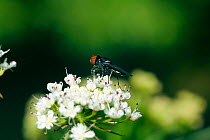 Hoverfly {Chrysogaster solstitialis} feeding on Wild Angelica (Angelica sylvatica) flowers, Wiltshire, UK, May