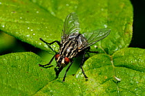 Flesh fly (Sarcophaga carnaria) feeding on sugary excretions from aphids on a rose leaf, garden, Wiltshire, UK