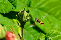 Female Marmalade hoverfly (Episyrphus balteatus) hovering near aphid infested rose bud before laying its eggs there, garden, Wiltshire, UK, spring