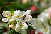 Solitary mining bee (Andrena sp) on Crab apple (Malus sylvestris) flower with pollen coating hind legs, Wiltshire, UK, spring