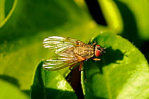 Muscid fly (Helina impuncta) sun-basking on leaf, Wiltshire, UK, spring