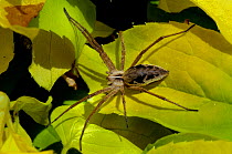 Nursery web spider (Pisaura mirabilis) sunning on leaves of Mock orange (Philadelphus coronarius 'Aureus') in a garden, Wiltshire, UK, June