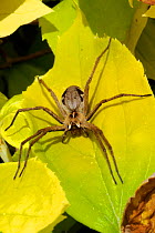 Nursery web spider (Pisaura mirabilis) sunning on leaves of Mock orange (Philadelphus coronarius 'Aureus') in a garden, Wiltshire, UK, June