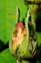Rose aphids (Macrosiphum rosae) feeding on rose bud (Rosa sp) in a garden, Wiltshire, UK