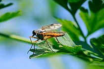 Snipe / Downlooker fly (Rhagio scolopacea) perched on riverside leaf, on lookout for aerial insect prey, Wiltshire, UK, May