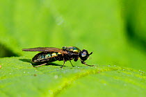 Green / Broad centurion soldier fly (Chloromyia formosa) female with very obvious halteres, Wiltshire, UK, June