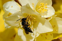 Sharp-tailed bee / Cuckoo bee (Coelyoxis sp. probably C. inermis) a kleptoparasite of Leaf-cutter bees, feeding on Mock orange flower (Philadelphus coronarius "Aureus"). Wiltshire garden, UK, June.
