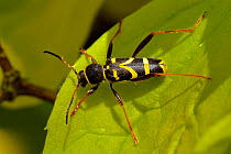 Wasp beetle (Clytus arietis) on leaf, Wiltshire, UK, summer